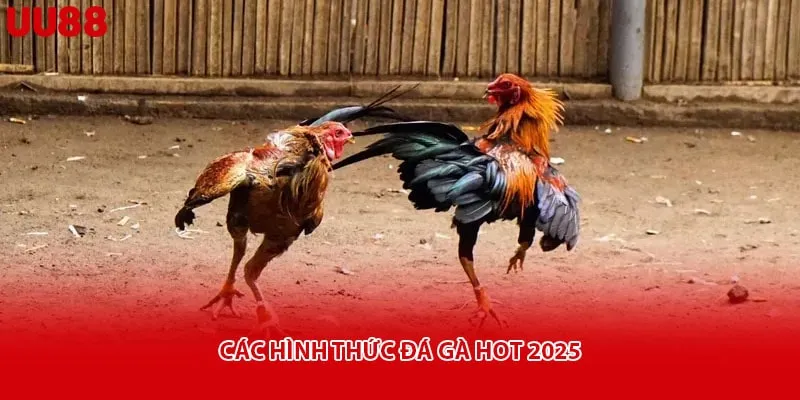 Các hình thức đá gà hot 2025
